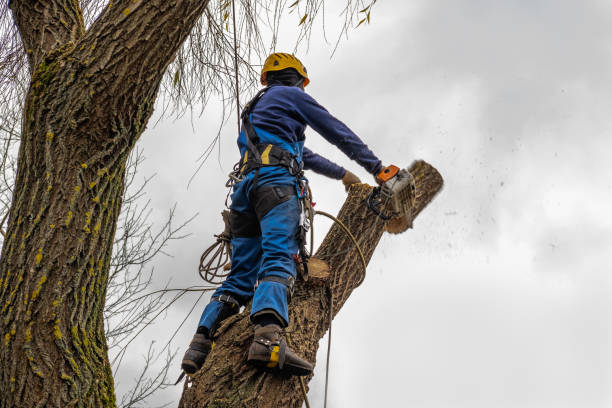 Best Tree Health Inspection  in Long Beach, NY