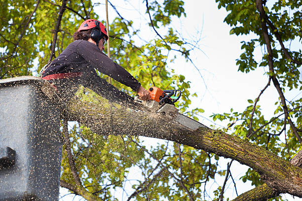 Best Fruit Tree Pruning  in Long Beach, NY